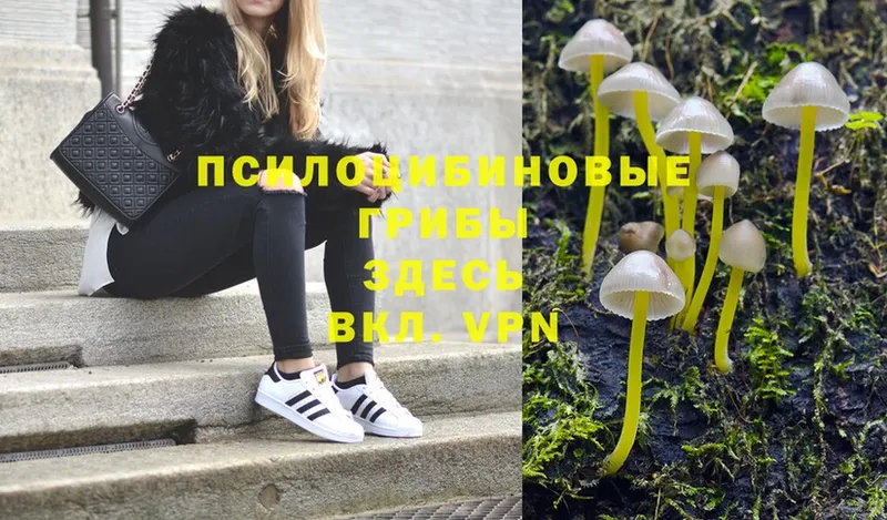 Псилоцибиновые грибы Psilocybe  Задонск 